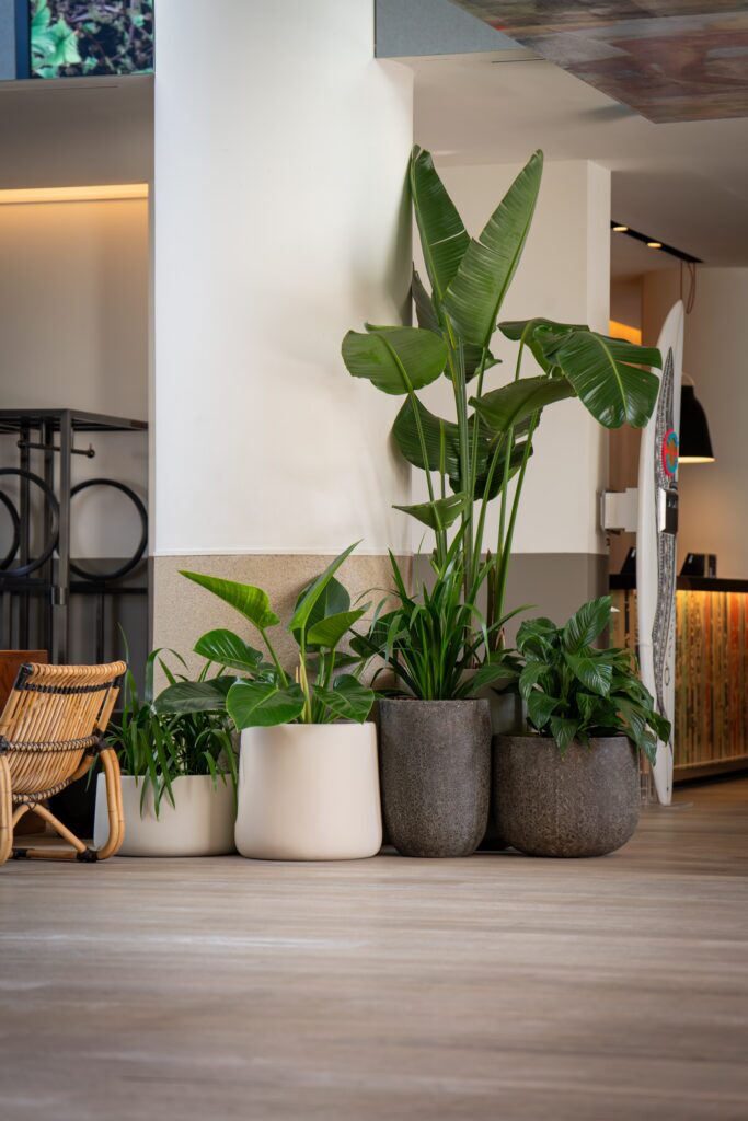 A run of grouped planters with bird of paradise along a lobby wall at QT Gold Coast