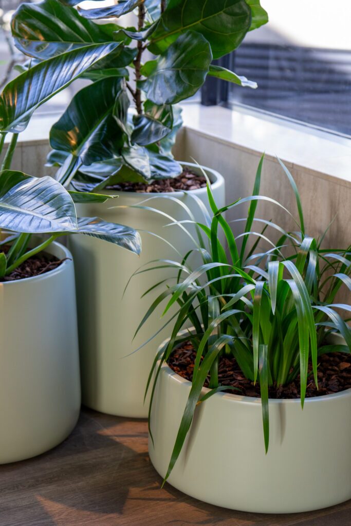 Fiddle leaf fig and strappy foliage in pale green bowls at a window at QT Gold Coast