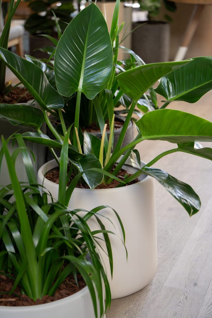 A bird of paradise in a pale round pot in the lounge at QT Gold Coast