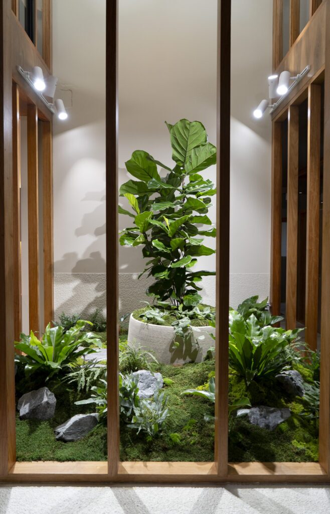 A fiddle leaf fig rising from an indoor moss bed behind timber battens at GDM Property, Albion