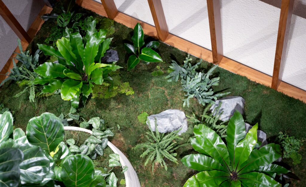 Overhead view of an indoor moss bed with bird&rsquo;s nest ferns, blue star ferns and feature rocks at GDM Property, Albion