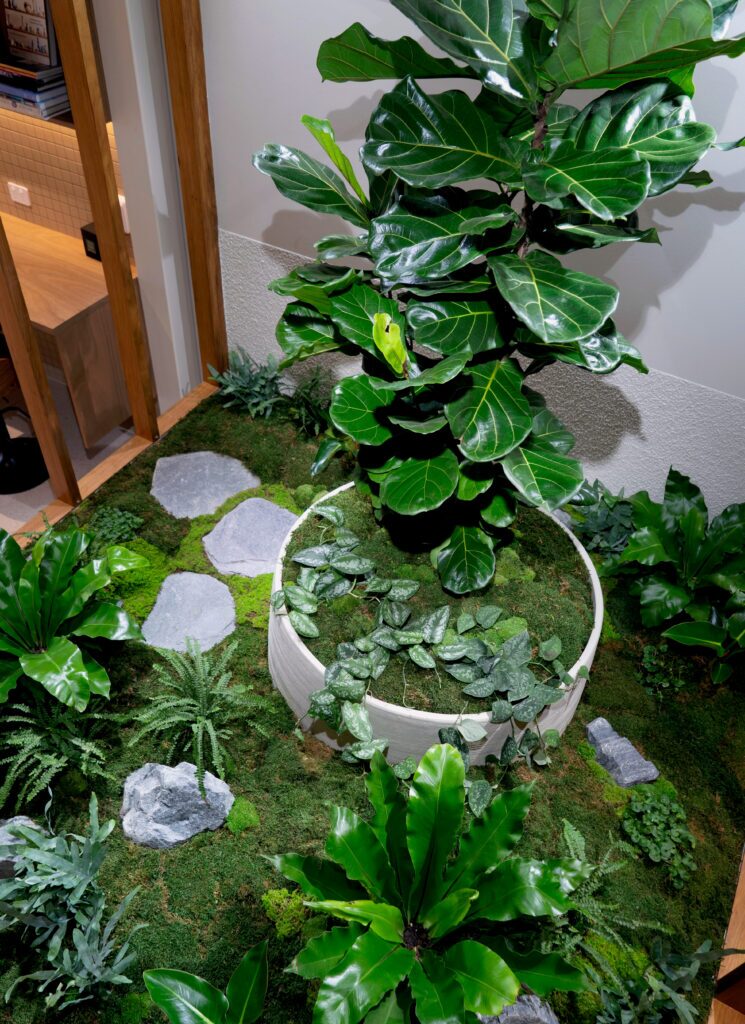 Overhead view of a fiddle leaf fig in a white bowl set into an indoor moss bed at GDM Property, Albion