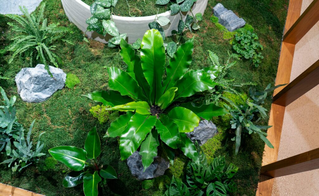 A bird&rsquo;s nest fern surrounded by moss in an indoor garden bed at GDM Property, Albion