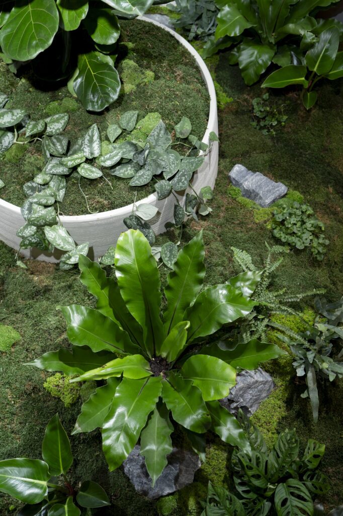 Feature rock, moss and a bird&rsquo;s nest fern in an indoor garden bed at GDM Property, Albion