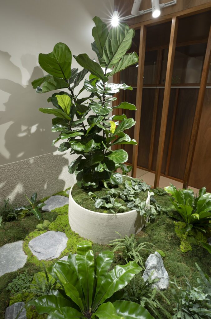 A fiddle leaf fig in a white bowl above stepping stones set into an indoor moss bed at GDM Property, Albion