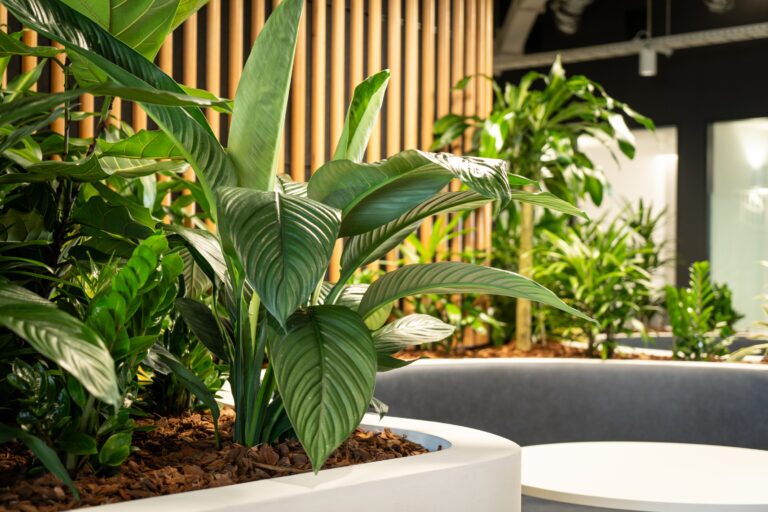 Large-leaf foliage in a planter against a fluted timber wall in a government office